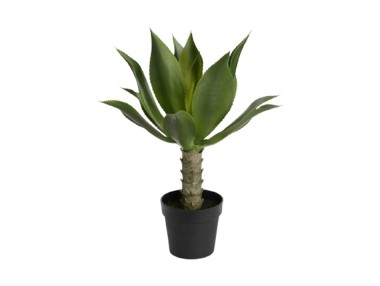 AGAVE DU DÉSERT POT