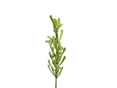 BRANCHE DE CACTUS JADE VERT