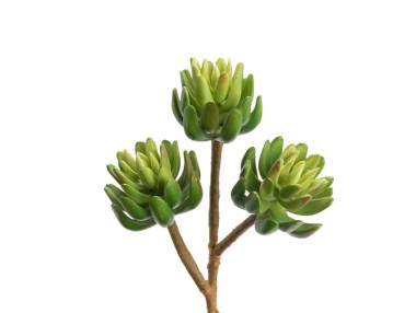 BRANCHE ECHEVERIA DERESINA