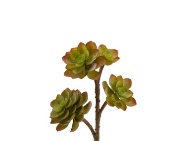 BRANCHE ECHEVERIA VERT