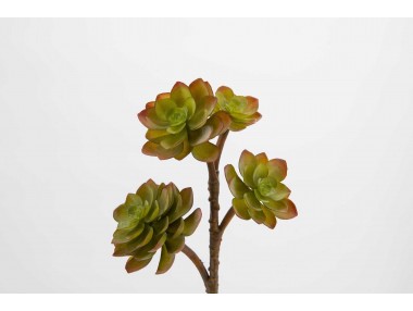 BRANCHE ECHEVERIA VERT