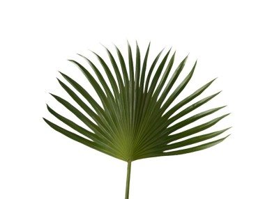 FEUILLE PALMIER PALM