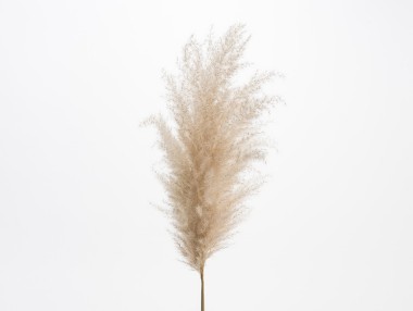 LA PLUME DE CORTADERIA