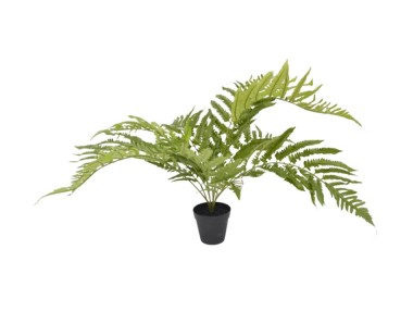 FOUGÈRE EN POT