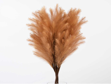BRANCHE PLUMES