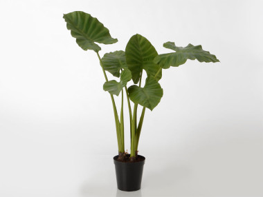 ALOCASIA ROYAL