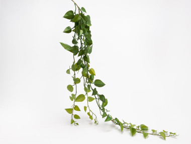 CHUTE PHILO SCANDENS