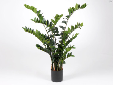 ZAMIOCULCAS POT