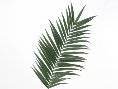FEUILLE PALME