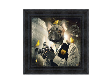 CHIEN PHOTO