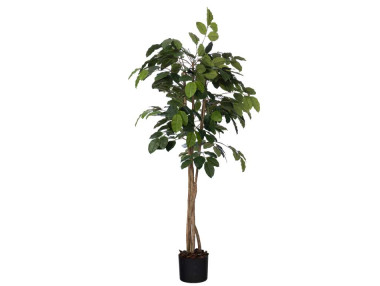 FICUS BANIAN AVEC POT