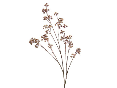 GYPSOPHILE NATURA