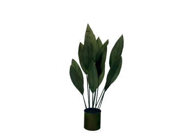 PLANTE STRELITZIA