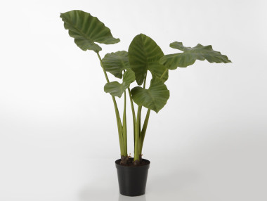 PLANTE ALOCASIA ROYAL