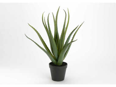 PLANTE ALOÉ VÉRA