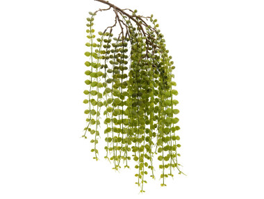 CHUTE FOUGÈRE EXOTICA