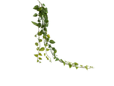CHUTE PHILO SCANDENS