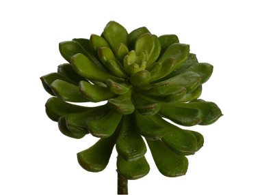 ECHEVERIA SECUNDA