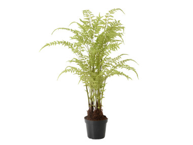 FOUGÈRE ARBORESCENTE 150CM POT