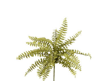 FOUGÈRE NEPHROLEPIS