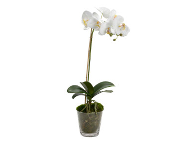 ORCHIDÉE PHALAE DIVA POT