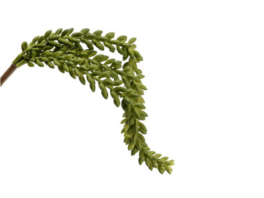 PIQUET SEDUM