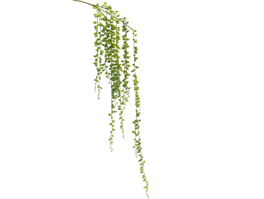 PIQUET SENECIO