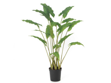 ALOCASIA ZEBRINA H94CM