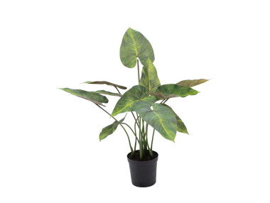 ANTHURIUM EN POT H81CM