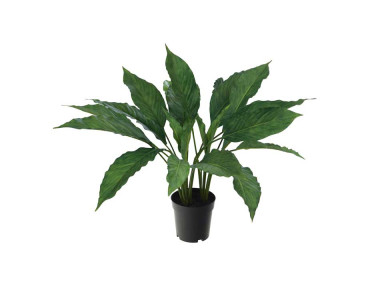 CALATHEA POT H60CM
