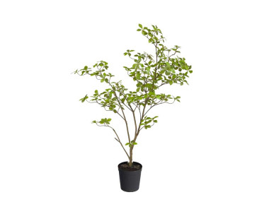 GARDENIA JASMIN FEUILLE