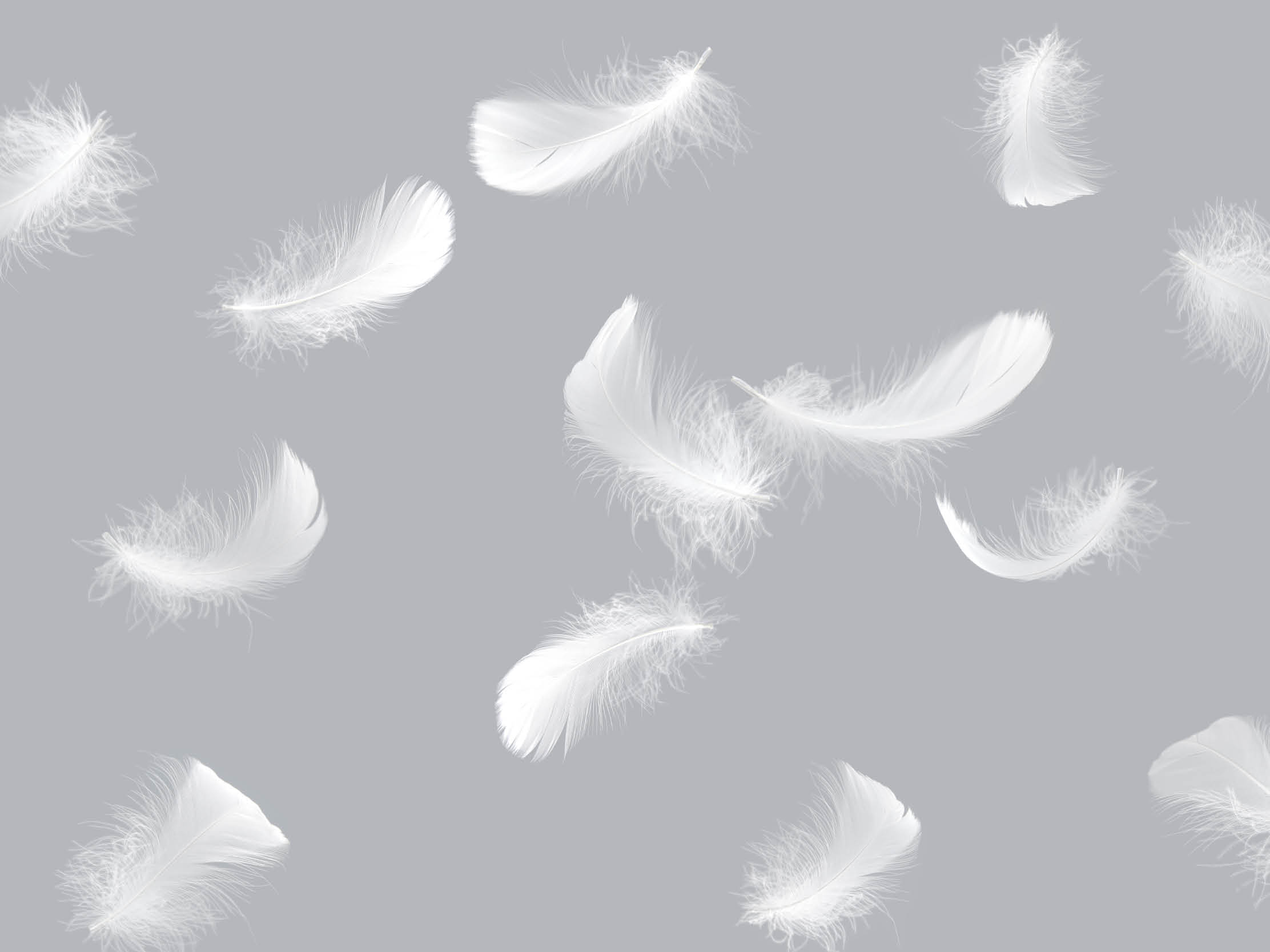 Light fluffy a white feathers floating on gray as background.